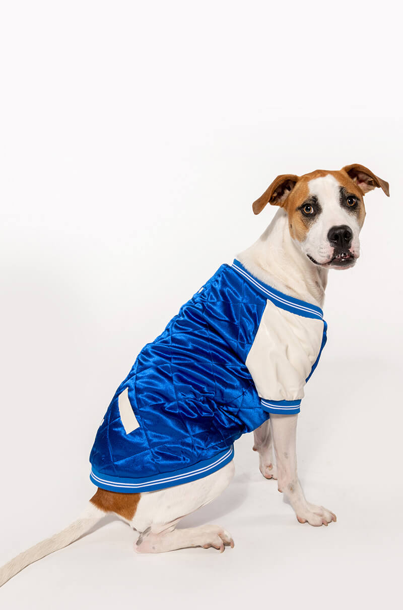 NO CAP MATCHING DOG BOMBER